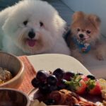 Supassra Thanachat Instagram – 🐶🚤🌊

Boat rental service through @yachtmethailand @lefongarkad 🚤✨