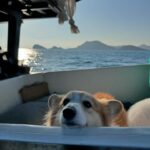 Supassra Thanachat Instagram - 🐶🚤🌊 Boat rental service through @yachtmethailand @lefongarkad 🚤✨