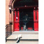 Susan Sarandon Instagram - Never mind! 🐶