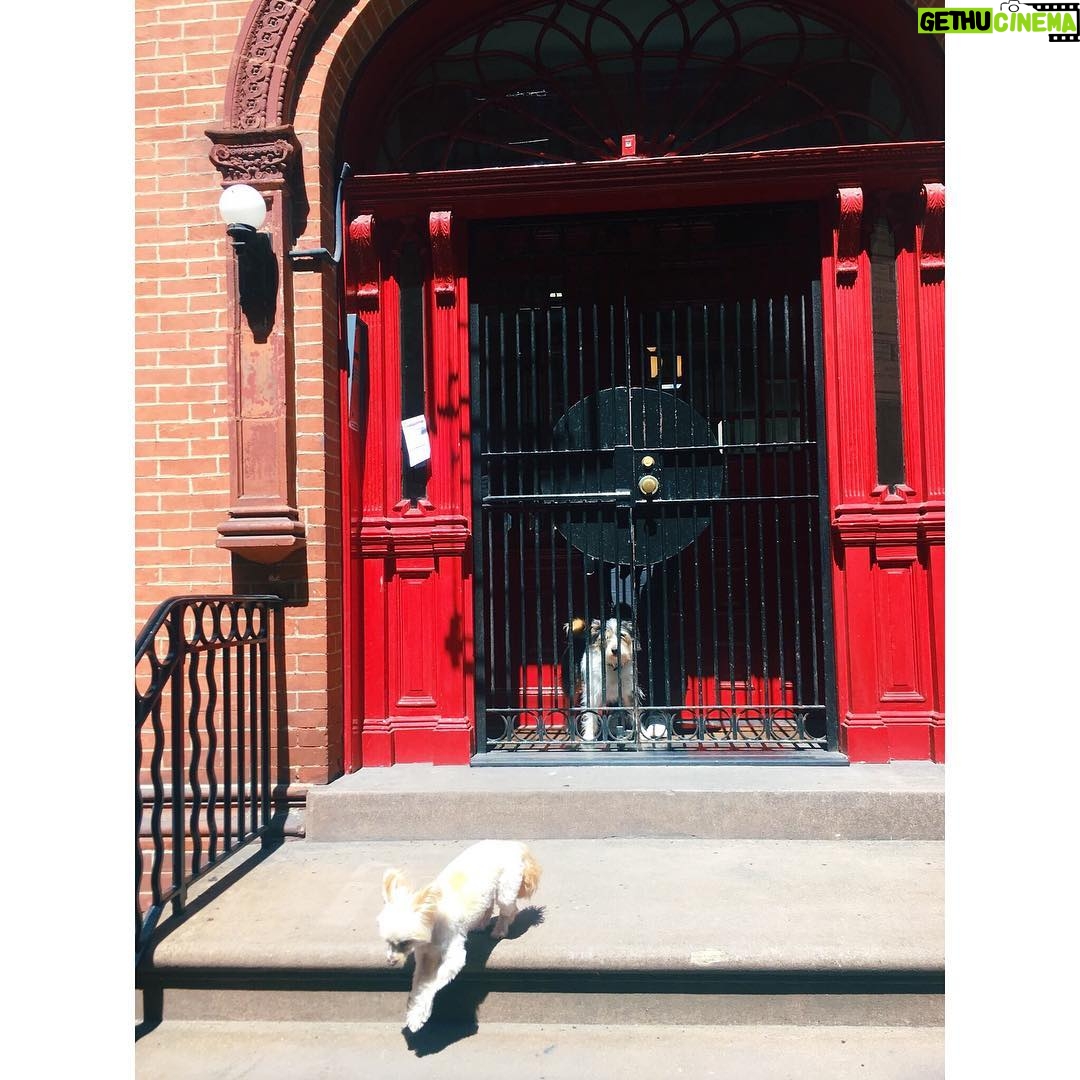 Susan Sarandon Instagram - Never mind! 🐶