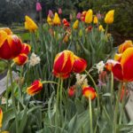 Susan Sarandon Instagram - The Brooklyn Botanic Garden rocks