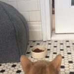 Susan Sarandon Instagram - So with the arrival of the wee one, Ida has gone from 50s housewife to full blown top dog. Stalking her. Locked down in bathroom for protection.