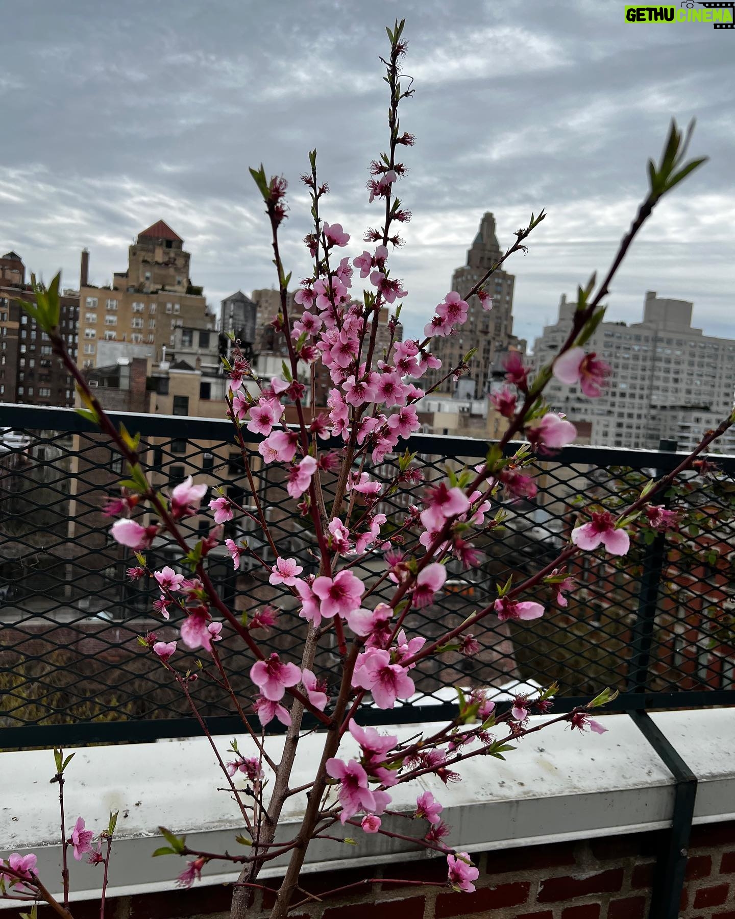 Susan Sarandon Instagram - Last year this beauty gave me a peach. A gift from @annafriel and the special time we spent together in Georgia. Thank you my sweet. Fingers crossed🤞it happens again.