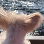 Susan Sarandon Instagram - Little creature Penny has left her body behind & gone next level. Curious & bright, she traveled the globe bringing smiles & comfort to many, ambassador of love, friend of 17 years. Rare gift you were, you leave a hole in my heart. Travel on sweet girl, surrounded by our love.