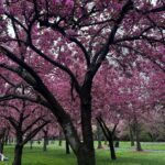 Susan Sarandon Instagram - The Brooklyn Botanic Garden rocks
