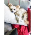 Susan Sarandon Instagram - Love Saturdays. 🐶