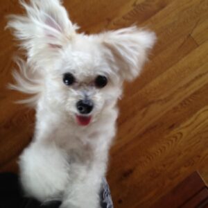 Susan Sarandon Instagram - Today is a sad day because last night, we lost our little Rigby. But we are grateful to have enjoyed her presence for 14 years. She brought much light, love and laughs into many peoples’ lives and she is missed. Thanks to the Heart of Chelsea Animal Hospital & Blue Pearl for their kindness and care care through the years and her final moments.