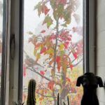 Susan Sarandon Instagram – Morning on this foggy day