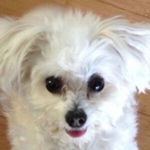 Susan Sarandon Instagram - Today is a sad day because last night, we lost our little Rigby. But we are grateful to have enjoyed her presence for 14 years. She brought much light, love and laughs into many peoples’ lives and she is missed. Thanks to the Heart of Chelsea Animal Hospital & Blue Pearl for their kindness and care care through the years and her final moments.