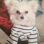 Susan Sarandon Instagram - Today is a sad day because last night, we lost our little Rigby. But we are grateful to have enjoyed her presence for 14 years. She brought much light, love and laughs into many peoples’ lives and she is missed. Thanks to the Heart of Chelsea Animal Hospital & Blue Pearl for their kindness and care care through the years and her final moments.