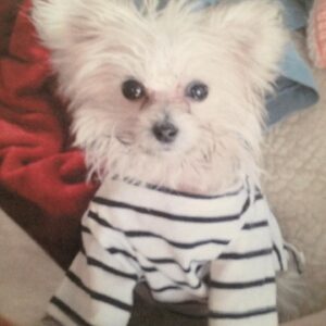 Susan Sarandon Instagram - Today is a sad day because last night, we lost our little Rigby. But we are grateful to have enjoyed her presence for 14 years. She brought much light, love and laughs into many peoples’ lives and she is missed. Thanks to the Heart of Chelsea Animal Hospital & Blue Pearl for their kindness and care care through the years and her final moments.