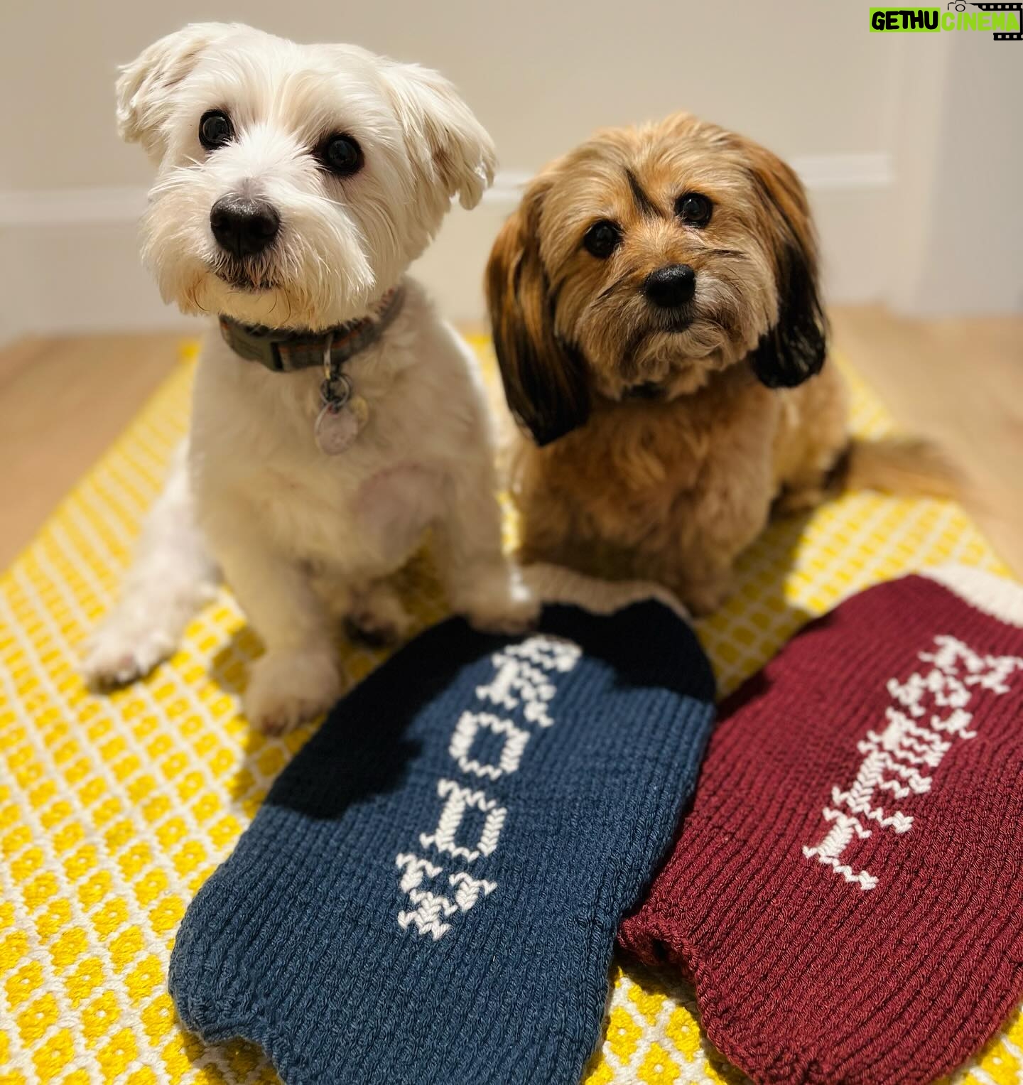 Sutton Foster Instagram - It may not be sweater weather anymore, but that doesn’t mean we can’t give some love to the amazing Heidi! Order your sweaters now for when it gets chilly again!! Heidi K. Fine Knitwear fur Pets Insta: @heidikknitwear4pets HeidiK311@gmail.com #heidikknitwearforpets #knitwearforpets #petsweaters #dogsweaters #dogclothes