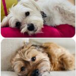 Sutton Foster Instagram - The pups. #brodyandmabel #anangelandadevil #puppers #dogsofinstagram