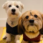 Sutton Foster Instagram - It may not be sweater weather anymore, but that doesn’t mean we can’t give some love to the amazing Heidi! Order your sweaters now for when it gets chilly again!! Heidi K. Fine Knitwear fur Pets Insta: @heidikknitwear4pets HeidiK311@gmail.com #heidikknitwearforpets #knitwearforpets #petsweaters #dogsweaters #dogclothes