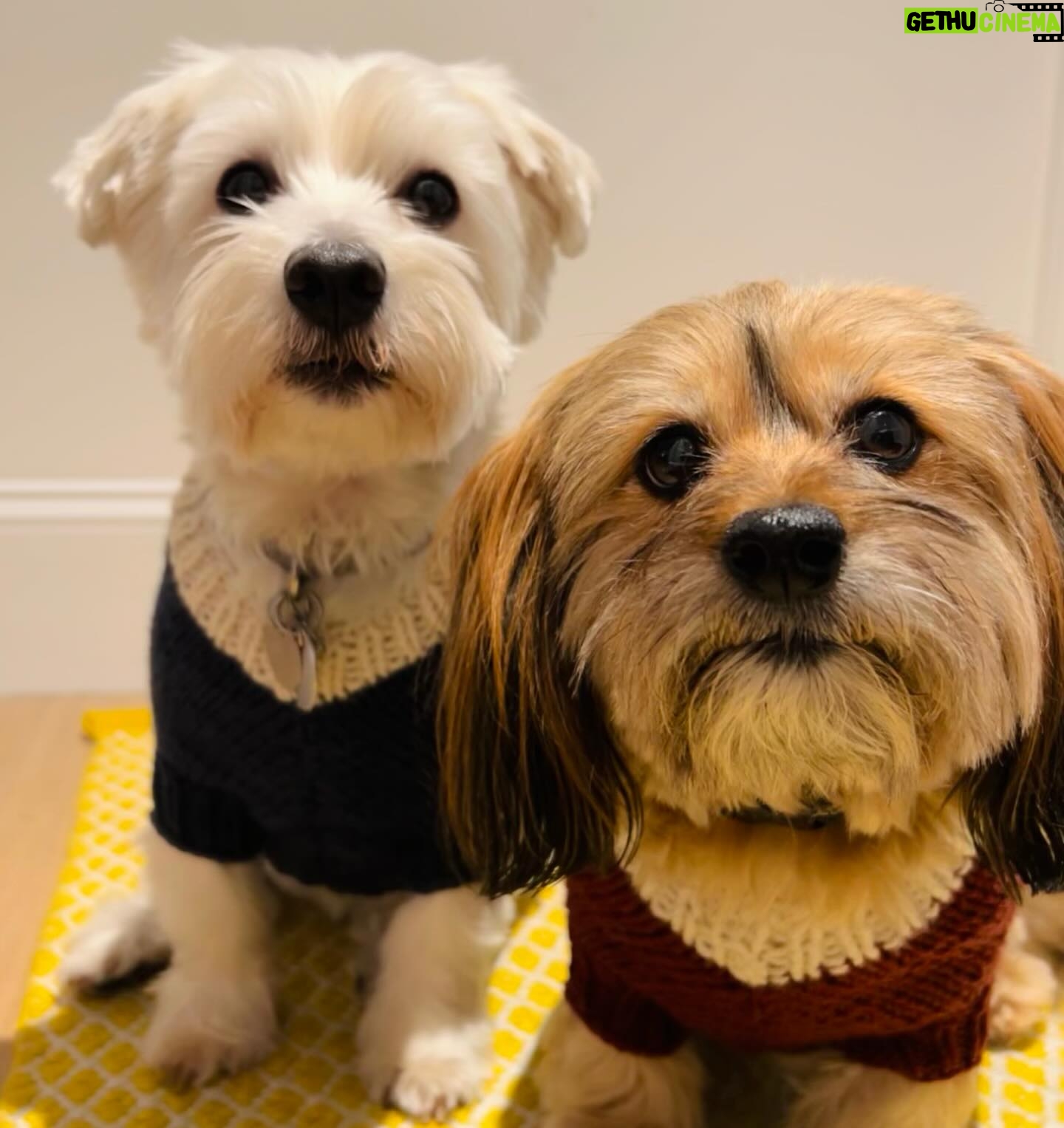 Sutton Foster Instagram - It may not be sweater weather anymore, but that doesn’t mean we can’t give some love to the amazing Heidi! Order your sweaters now for when it gets chilly again!! Heidi K. Fine Knitwear fur Pets Insta: @heidikknitwear4pets HeidiK311@gmail.com #heidikknitwearforpets #knitwearforpets #petsweaters #dogsweaters #dogclothes