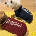Sutton Foster Instagram - It may not be sweater weather anymore, but that doesn’t mean we can’t give some love to the amazing Heidi! Order your sweaters now for when it gets chilly again!! Heidi K. Fine Knitwear fur Pets Insta: @heidikknitwear4pets HeidiK311@gmail.com #heidikknitwearforpets #knitwearforpets #petsweaters #dogsweaters #dogclothes