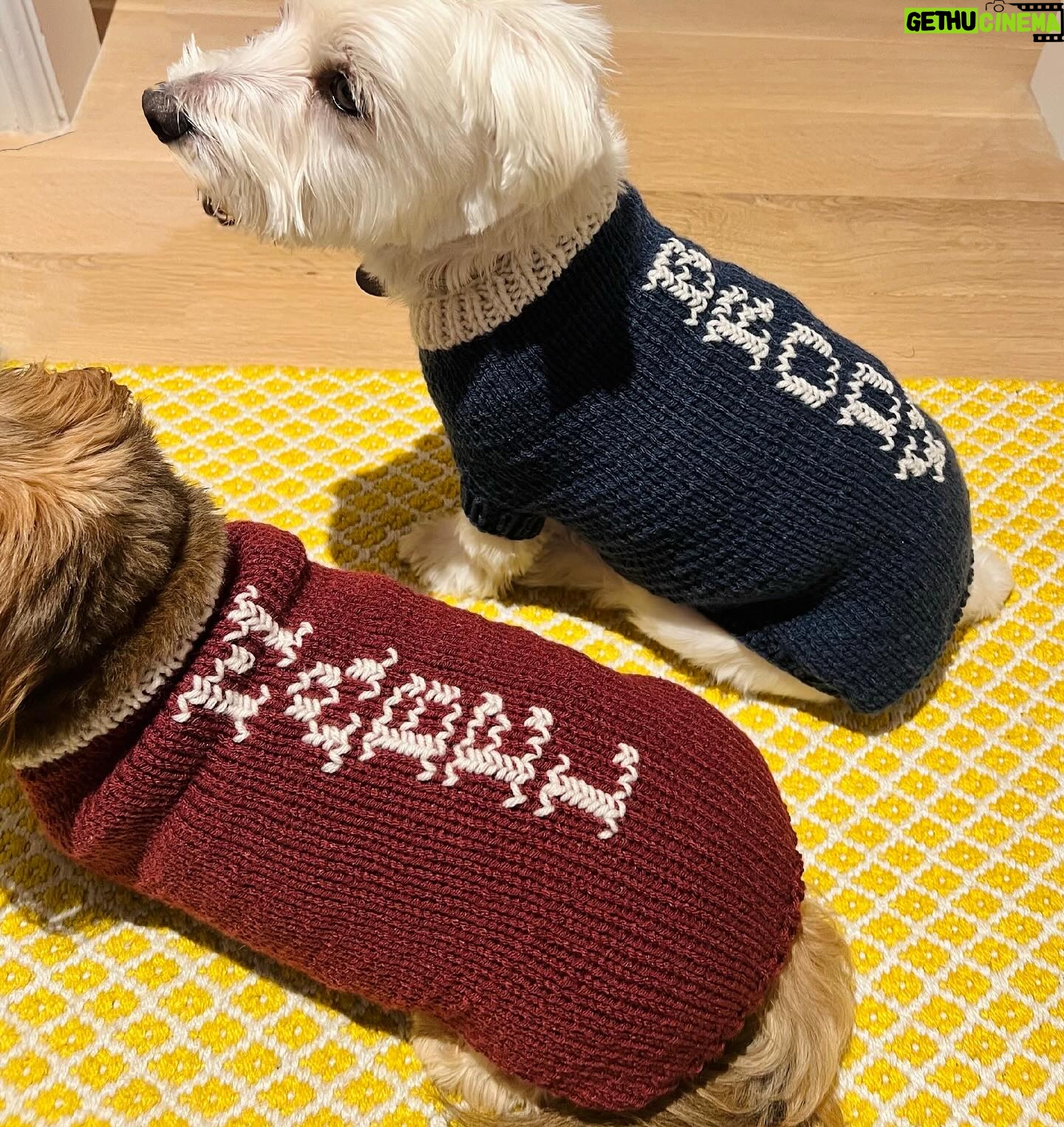 Sutton Foster Instagram - It may not be sweater weather anymore, but that doesn’t mean we can’t give some love to the amazing Heidi! Order your sweaters now for when it gets chilly again!! Heidi K. Fine Knitwear fur Pets Insta: @heidikknitwear4pets HeidiK311@gmail.com #heidikknitwearforpets #knitwearforpets #petsweaters #dogsweaters #dogclothes