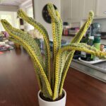 Sutton Foster Instagram - A special crocheted house plant for the one and only Julien Havard! ❤️ 🧶=🪴! I used Lion Brand yarn! Pattern by Emma Varnam! @wantsomejulien @lionbrandyarn @emmavarnam #crochet #crochetersofinstagram #crochetaddict #crochetlove #crocheteveryday