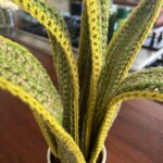 Sutton Foster Instagram - A special crocheted house plant for the one and only Julien Havard! ❤️ 🧶=🪴! I used Lion Brand yarn! Pattern by Emma Varnam! @wantsomejulien @lionbrandyarn @emmavarnam #crochet #crochetersofinstagram #crochetaddict #crochetlove #crocheteveryday