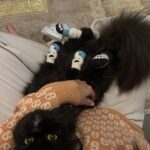 Sweet Qismina Instagram – Lisa kesayangan kakak, I have never met a cat like you 🖤

Bila malam nak tidur kena hisap jari, 
Bila malam nak tidur duduk atas muka,
Bila malam bising cari kita macam kita la Ibu dia. 
Bila dah besar dari jauh panggil mesti terus lari datang ke kita. 
Bila sakit tak pernah pun dengar suara, diam je.
Bila nak sayang selalu pandang atas nak laga hidung.
People called you hitam, tak lawa, but you are the prettiest and youngest princess in our family 👸🏻
Lisa, tak sangka in just less than 2 years kita kenal, Allah amik awak hari ni. Baru semalam kakak hug awak. Baru semalam kakak kiss awak. Baru semalam kakak menari dengan awak. Rindu tu menyakitkan. Jaga diri adik kakak. Kakak sayang awak.
January 2022 – September 2023 🐱🖤