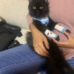 Sweet Qismina Instagram – Lisa kesayangan kakak, I have never met a cat like you 🖤

Bila malam nak tidur kena hisap jari, 
Bila malam nak tidur duduk atas muka,
Bila malam bising cari kita macam kita la Ibu dia. 
Bila dah besar dari jauh panggil mesti terus lari datang ke kita. 
Bila sakit tak pernah pun dengar suara, diam je.
Bila nak sayang selalu pandang atas nak laga hidung.
People called you hitam, tak lawa, but you are the prettiest and youngest princess in our family 👸🏻
Lisa, tak sangka in just less than 2 years kita kenal, Allah amik awak hari ni. Baru semalam kakak hug awak. Baru semalam kakak kiss awak. Baru semalam kakak menari dengan awak. Rindu tu menyakitkan. Jaga diri adik kakak. Kakak sayang awak.
January 2022 – September 2023 🐱🖤