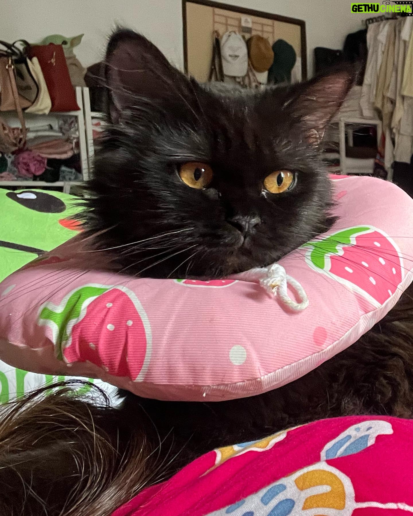 Sweet Qismina Instagram - Lisa kesayangan kakak, I have never met a cat like you π€ Bila malam nak tidur kena hisap jari, Bila malam nak tidur duduk atas muka, Bila malam bising cari kita macam kita la Ibu dia. Bila dah besar dari jauh panggil mesti terus lari datang ke kita. Bila sakit tak pernah pun dengar suara, diam je. Bila nak sayang selalu pandang atas nak laga hidung. People called you hitam, tak lawa, but you are the prettiest and youngest princess in our family πΈπ» Lisa, tak sangka in just less than 2 years kita kenal, Allah amik awak hari ni. Baru semalam kakak hug awak. Baru semalam kakak kiss awak. Baru semalam kakak menari dengan awak. Rindu tu menyakitkan. Jaga diri adik kakak. Kakak sayang awak. January 2022 - September 2023 π±π€