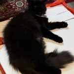 Sweet Qismina Instagram - Lisa kesayangan kakak, I have never met a cat like you 🖤 Bila malam nak tidur kena hisap jari, Bila malam nak tidur duduk atas muka, Bila malam bising cari kita macam kita la Ibu dia. Bila dah besar dari jauh panggil mesti terus lari datang ke kita. Bila sakit tak pernah pun dengar suara, diam je. Bila nak sayang selalu pandang atas nak laga hidung. People called you hitam, tak lawa, but you are the prettiest and youngest princess in our family 👸🏻 Lisa, tak sangka in just less than 2 years kita kenal, Allah amik awak hari ni. Baru semalam kakak hug awak. Baru semalam kakak kiss awak. Baru semalam kakak menari dengan awak. Rindu tu menyakitkan. Jaga diri adik kakak. Kakak sayang awak. January 2022 - September 2023 🐱🖤