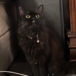 Sweet Qismina Instagram - Lisa kesayangan kakak, I have never met a cat like you 🖤 Bila malam nak tidur kena hisap jari, Bila malam nak tidur duduk atas muka, Bila malam bising cari kita macam kita la Ibu dia. Bila dah besar dari jauh panggil mesti terus lari datang ke kita. Bila sakit tak pernah pun dengar suara, diam je. Bila nak sayang selalu pandang atas nak laga hidung. People called you hitam, tak lawa, but you are the prettiest and youngest princess in our family 👸🏻 Lisa, tak sangka in just less than 2 years kita kenal, Allah amik awak hari ni. Baru semalam kakak hug awak. Baru semalam kakak kiss awak. Baru semalam kakak menari dengan awak. Rindu tu menyakitkan. Jaga diri adik kakak. Kakak sayang awak. January 2022 - September 2023 🐱🖤