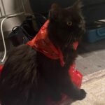 Sweet Qismina Instagram - Lisa kesayangan kakak, I have never met a cat like you 🖤 Bila malam nak tidur kena hisap jari, Bila malam nak tidur duduk atas muka, Bila malam bising cari kita macam kita la Ibu dia. Bila dah besar dari jauh panggil mesti terus lari datang ke kita. Bila sakit tak pernah pun dengar suara, diam je. Bila nak sayang selalu pandang atas nak laga hidung. People called you hitam, tak lawa, but you are the prettiest and youngest princess in our family 👸🏻 Lisa, tak sangka in just less than 2 years kita kenal, Allah amik awak hari ni. Baru semalam kakak hug awak. Baru semalam kakak kiss awak. Baru semalam kakak menari dengan awak. Rindu tu menyakitkan. Jaga diri adik kakak. Kakak sayang awak. January 2022 - September 2023 🐱🖤