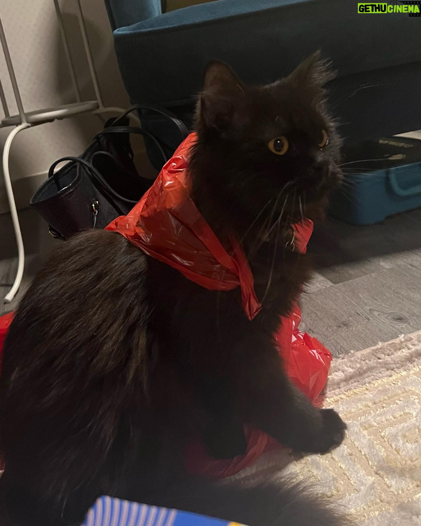 Sweet Qismina Instagram - Lisa kesayangan kakak, I have never met a cat like you π€ Bila malam nak tidur kena hisap jari, Bila malam nak tidur duduk atas muka, Bila malam bising cari kita macam kita la Ibu dia. Bila dah besar dari jauh panggil mesti terus lari datang ke kita. Bila sakit tak pernah pun dengar suara, diam je. Bila nak sayang selalu pandang atas nak laga hidung. People called you hitam, tak lawa, but you are the prettiest and youngest princess in our family πΈπ» Lisa, tak sangka in just less than 2 years kita kenal, Allah amik awak hari ni. Baru semalam kakak hug awak. Baru semalam kakak kiss awak. Baru semalam kakak menari dengan awak. Rindu tu menyakitkan. Jaga diri adik kakak. Kakak sayang awak. January 2022 - September 2023 π±π€