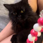 Sweet Qismina Instagram - Lisa kesayangan kakak, I have never met a cat like you 🖤 Bila malam nak tidur kena hisap jari, Bila malam nak tidur duduk atas muka, Bila malam bising cari kita macam kita la Ibu dia. Bila dah besar dari jauh panggil mesti terus lari datang ke kita. Bila sakit tak pernah pun dengar suara, diam je. Bila nak sayang selalu pandang atas nak laga hidung. People called you hitam, tak lawa, but you are the prettiest and youngest princess in our family 👸🏻 Lisa, tak sangka in just less than 2 years kita kenal, Allah amik awak hari ni. Baru semalam kakak hug awak. Baru semalam kakak kiss awak. Baru semalam kakak menari dengan awak. Rindu tu menyakitkan. Jaga diri adik kakak. Kakak sayang awak. January 2022 - September 2023 🐱🖤
