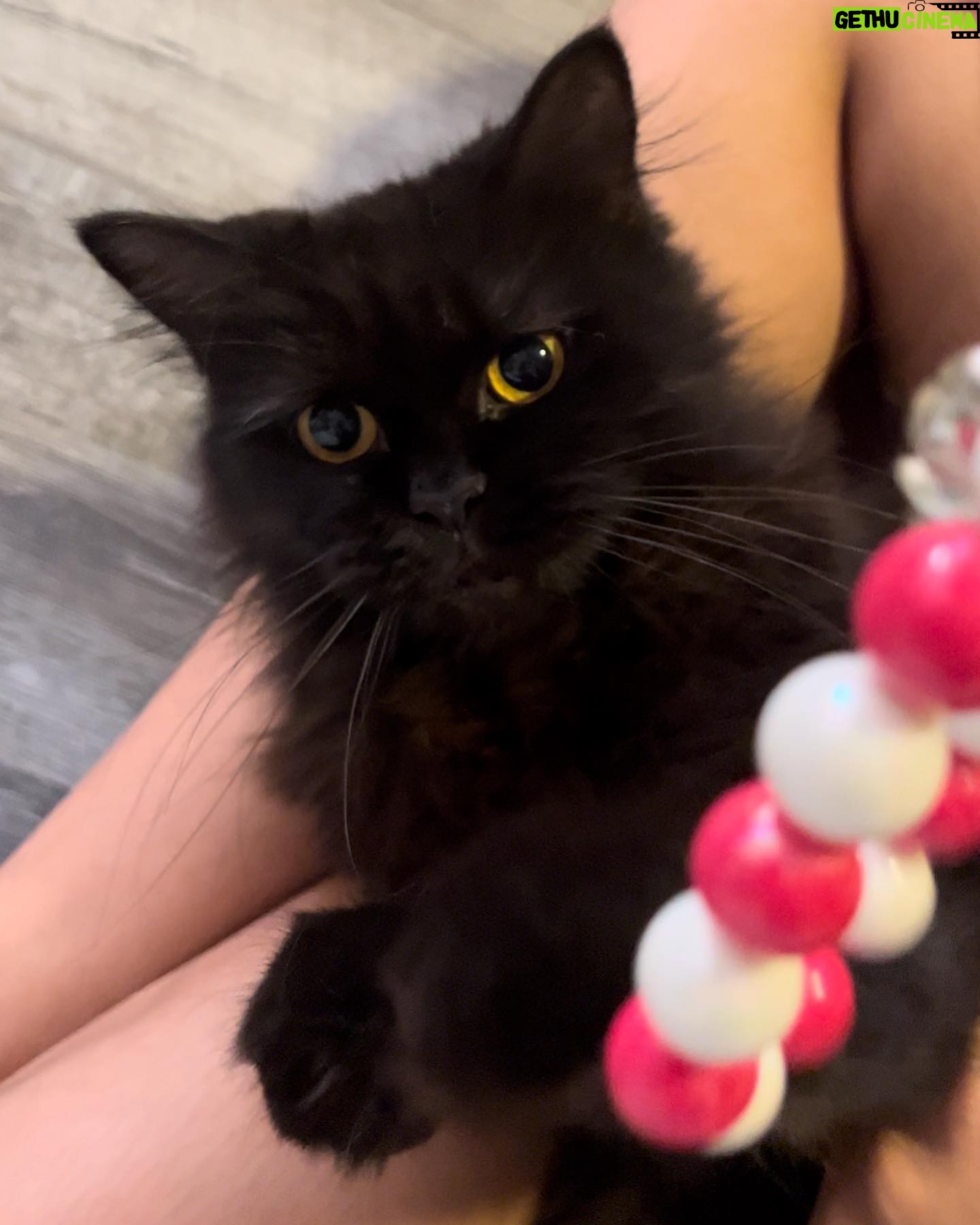 Sweet Qismina Instagram - Lisa kesayangan kakak, I have never met a cat like you π€ Bila malam nak tidur kena hisap jari, Bila malam nak tidur duduk atas muka, Bila malam bising cari kita macam kita la Ibu dia. Bila dah besar dari jauh panggil mesti terus lari datang ke kita. Bila sakit tak pernah pun dengar suara, diam je. Bila nak sayang selalu pandang atas nak laga hidung. People called you hitam, tak lawa, but you are the prettiest and youngest princess in our family πΈπ» Lisa, tak sangka in just less than 2 years kita kenal, Allah amik awak hari ni. Baru semalam kakak hug awak. Baru semalam kakak kiss awak. Baru semalam kakak menari dengan awak. Rindu tu menyakitkan. Jaga diri adik kakak. Kakak sayang awak. January 2022 - September 2023 π±π€