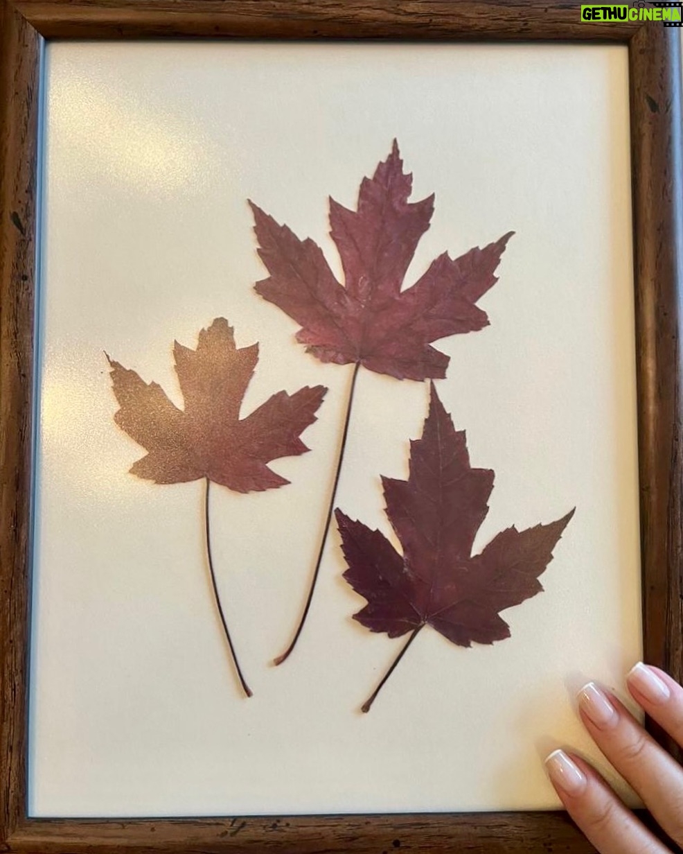 Türkan Şoray Instagram - Kış gelirken dallarda kalan son bir kaç yaprağı kuruttum🍁çerçevelettim. Ben çok sevdim 🤎