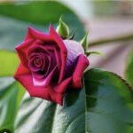 Türkan Şoray Instagram - Tüm kadınların ” Dünya Emekçi Kadınlar Günü”nü kutluyor, umutlarını yitirmemelerini ve hayallerinin peşinden koşmaktan, asla vazgeçmemelerini diliyorum♥️