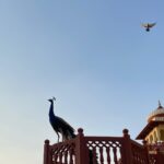 Tabu Instagram - We belong in the skies,you and me.. Though of different feathers and flight,you and me.. Pride will perch you on the ledge and I will hover over your head and say.. We belong in the skies ,you and me.