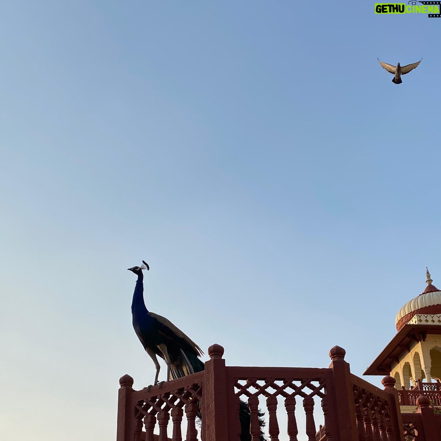Tabu Instagram - We belong in the skies,you and me.. Though of different feathers and flight,you and me.. Pride will perch you on the ledge and I will hover over your head and say.. We belong in the skies ,you and me.