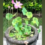 Tamara Bleszynski Instagram – Ku lihat kamu! 

Iya kulihat kamu bunga, walau kamu bersembunyi dibalik sudut kolam dan di tengah2 kesibukanku yg padat. 

Ku lihat kamu hari ini!

Kamu begitu indah.

Pertemuan kita memanglah singkat..seperti hidupmu dan hidupku juga.

Terima kasih yah telah hadir dan mengingatkan ku utk bersyukur di kehidupan sementara ini. 

Terima kasih Ya Allah.
Terima kasih Semesta

Ku akan sapa kamu lagi besok pagi yahh…tapi bila kamu sdh tiada…

Kusimpan kamu dalam memoriku, 
bahwa hidup ini adalah Singkat. 

🪷

Tamara Bleszynski 
15.1.2024
Bali
Indonesia

#nomudnolotus