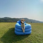 Tanmay Bhat Instagram - Kabhi kabhi aisa lagta hai jaise apun hi canine hai . . . . Fun 2 days at @shivompavna - if you want to feel like canine in our chocho bathtub - use code tanmay10 at checkout for a sweet surprise. Thanks @vistarooms 😘