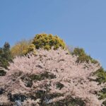 Tao Tsuchiya Instagram - . こんばんは。 東京の桜は今週末で花吹雪を迎えそうです。 写真は、今日の現場で出会えた桜。 私は遠くから見ただけでしたが、 写真をおすそわけしてもらいました。 東京の中でも自然溢れる場所だったので 朝にはウグイスの声も…！ またぜひ行きたいと思います。 . 私は、ちょっと前に ある役の山場を少し越えることが出来ました。 情報公開はまだまだですが まだ撮影は残っているので 気持ちを引き締めて取り組もうと思います。 . 今日は 熊本県と大分県で大きな揺れを起こした 熊本地震の前震から、８年。 １６日未明の本震と合わせて 震度７を２回体験した方々は 言葉に表せないほどたくさんのことを 乗り越えてこられたと思います。 熊本地震での体験をもとに 能登半島地震に駆けつけていらっしゃる方々も 多いと聴きました。 . 映画『るろうに剣心』でたくさんお世話になった くまモンたちの故郷。 末永く安全な春が続きますように…！
