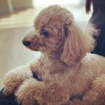 Tao Tsuchiya Instagram - . 人と会う時の挨拶でも ここでの挨拶でも 暑さのことから始まってばかりですが 本当に暑くて暑くて😣💦 その数字が40度近い地域もあって 驚いたり心配したりしています。 外を歩いていても 気のせいか救急車を見かける回数が 増えたような気もするので どうか身体にはくれぐれも気をつけて 無理のない夏をお過ごしください🙏💦 . 私は人生で(覚えている限り)初めて 走らない夏を過ごしていますが エペルと遊んでいると 心だけでなく身体も軽く感じるくらい ワクワクしてくるし 溶けそうなほどフワフワで フニャフニャになります😍😍😍 . ふと暑ささえ忘れるほど…なので、 そんな気分をおすそわけ出来たらいいな、 と思いつつ、良い夜を😊 おやすみなさい🌟💫✨️