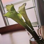 Tao Tsuchiya Instagram - . 今日も危険な暑さでしたが 大丈夫でしょうか？💦 日本は夏祭りの時期ですが 祭り本番までに準備や練習もあると思うし 観る方々も暑さの中に長くいらっしゃると思うので 水分補給や天気の急変など気を付けて 良い時間を過ごしてください🙏 . こんな暑さの中ですが 三連休最後の日ということで ひさしぶりに高校や大学の友人、 そして その家族の方々との時間を過ごしました✨️ 少し前に大集合したことがあるのですが 今日は急だったこともあって二人とご飯会💡 小さいお子さんたちにも会えて 嬉しかったなぁ…🍀✨️✨️ . 写真は、少し前に ある撮影でいただいたお花です！ 花とガラスと水の組み合わせって なんて綺麗なんだろう… 一瞬、暑さを忘れるような爽やかさでした✨️