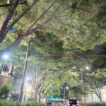 Tao Tsuchiya Instagram - . 三連休の真ん中の日曜日、 国内外から旅行に来られている方々も 多いと思うのですが、 東京はものすごい暑さでした…！ 今日は久しぶりにまとめて用事をしながら 日常品などの買い物もしたのですが 車に乗っていても外の暑さが伝わってくるし 歩いたら滝汗だし… 旅行で東京にいらしてくださってる方々も 暑さで計画や体調に影響がないか心配です。 This heat is dangerous. Take care not to overheat yourself…！ . 写真は、 東京の中でも私が特に大好きな道。 都心には意外に緑もあるのですが、 特にこの道は緑がモリモリしていて とても好きです。 . 日かげを利用しながら 夏を楽しんでくださいね。
