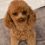 Tao Tsuchiya Instagram - . 今年も、あと１時間を切りました✨️ 私はひさしぶりに ゆっくりと過ごしています😊 . 変化の多い年…というよりも 毎日が新しいことばかりで、 その毎日に追いかけられているような 置いていかれそうになるような１年でしたが、 どんな瞬間も あたたかい感謝に溢れていました💐 たくさんのかたが支えてくださった2023年。 本当に本当に、本当に ありがとうございます😌🙏🏻✨️ いつか恩返し出来ますよう✨️✨️✨️ . どのかたも、どうか 良いお年をお迎えください🎍✨️✨️