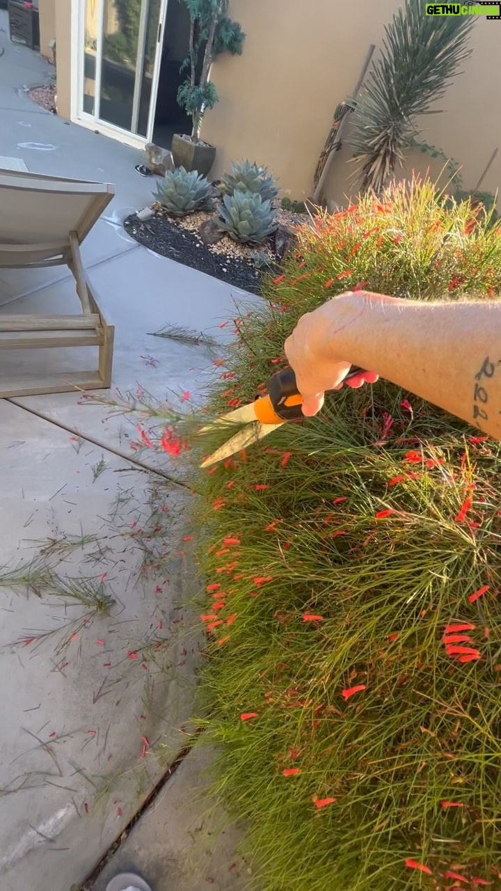 Taryn Manning Instagram - Pruning… #holiday #solitude for you