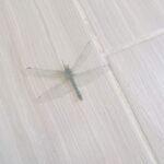 Taryn Manning Instagram - He wasn't the one in the car accident, just FYI obviously lol. When I got home from my amazing date, he was alive. We saw him. However, later when I saw the car accident and went outside my home, I went out I looked randomly , he was dead. My heart is broken and I feel sad. #dragonflies and I forever, and I thought it was so kind that blue jeans came today. It's almost like he knew one of his brothers was in trouble. There has to be some connection to all of this. Something or someone is orchestrating this. I am fully convinced.