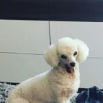 Taryn Manning Instagram – Rest In Peace my Curly. You were my last doggie of the 3 amigas, and you were such a brave girl being what you had been through and blind. I am crushed, but I am so happy I could give you a better life then you started with. I hope you’re with Penguin and Happy again. I miss you The Curl- what a gurl 😔🥺❤️ you are so loved. – thank you everyone here. 🥹 I just emerged from feeling low about happy and the curl. Lots of loss to soon. You all made me smile thank you so…