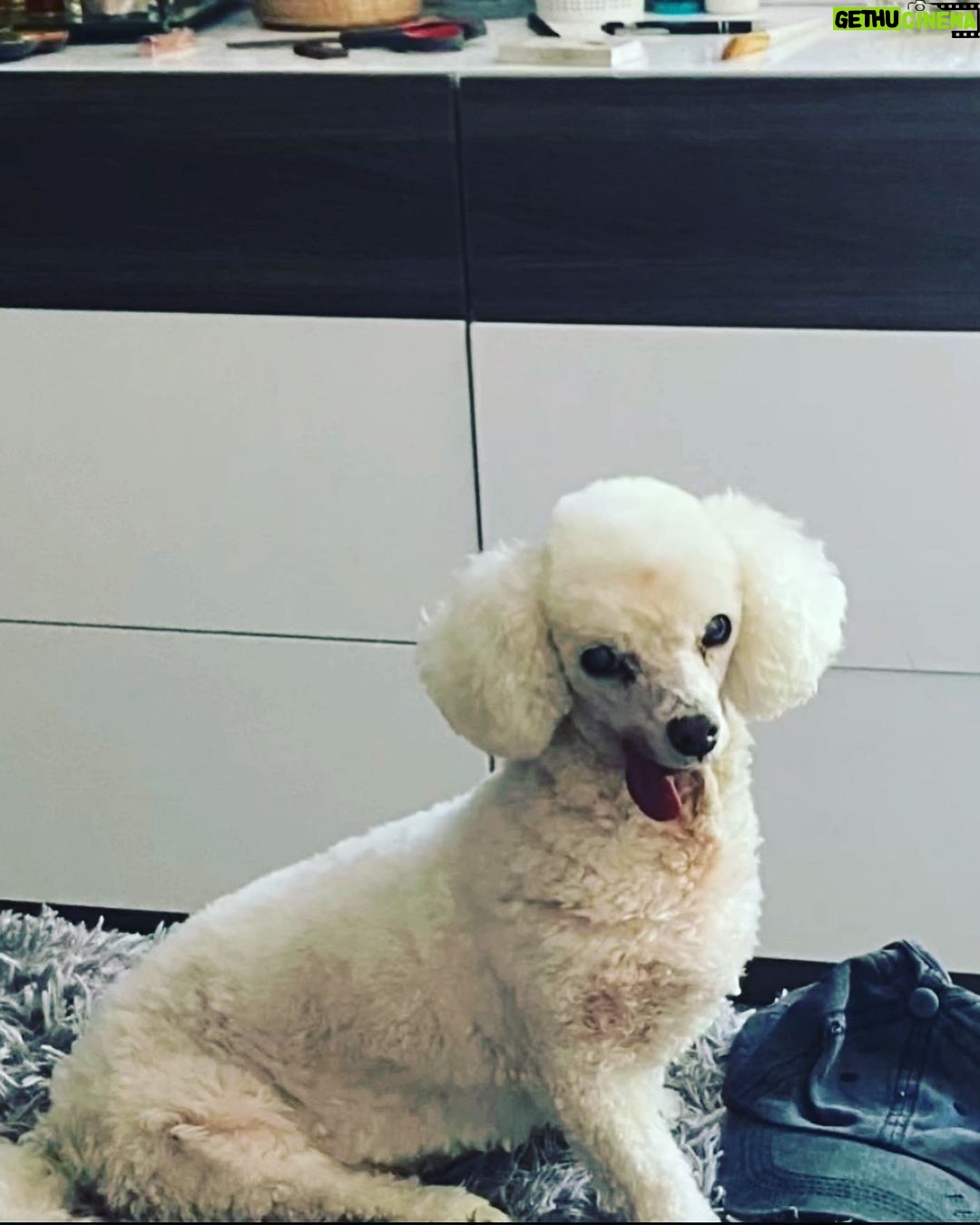 Taryn Manning Instagram - Rest In Peace my Curly. You were my last doggie of the 3 amigas, and you were such a brave girl being what you had been through and blind. I am crushed, but I am so happy I could give you a better life then you started with. I hope you’re with Penguin and Happy again. I miss you The Curl- what a gurl 😔🥺❤️ you are so loved. - thank you everyone here. 🥹 I just emerged from feeling low about happy and the curl. Lots of loss to soon. You all made me smile thank you so…