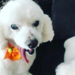 Taryn Manning Instagram – Rest In Peace my Curly. You were my last doggie of the 3 amigas, and you were such a brave girl being what you had been through and blind. I am crushed, but I am so happy I could give you a better life then you started with. I hope you’re with Penguin and Happy again. I miss you The Curl- what a gurl 😔🥺❤️ you are so loved. – thank you everyone here. 🥹 I just emerged from feeling low about happy and the curl. Lots of loss to soon. You all made me smile thank you so…