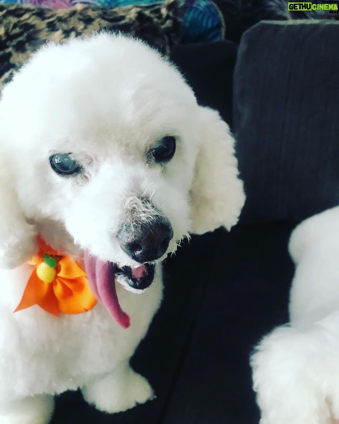 Taryn Manning Instagram - Rest In Peace my Curly. You were my last doggie of the 3 amigas, and you were such a brave girl being what you had been through and blind. I am crushed, but I am so happy I could give you a better life then you started with. I hope you’re with Penguin and Happy again. I miss you The Curl- what a gurl 😔🥺❤️ you are so loved. - thank you everyone here. 🥹 I just emerged from feeling low about happy and the curl. Lots of loss to soon. You all made me smile thank you so…