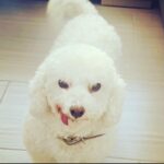 Taryn Manning Instagram – Rest In Peace my Curly. You were my last doggie of the 3 amigas, and you were such a brave girl being what you had been through and blind. I am crushed, but I am so happy I could give you a better life then you started with. I hope you’re with Penguin and Happy again. I miss you The Curl- what a gurl 😔🥺❤️ you are so loved. – thank you everyone here. 🥹 I just emerged from feeling low about happy and the curl. Lots of loss to soon. You all made me smile thank you so…
